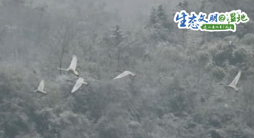 问道鼓浪屿中哪个帮派有漫天雪舞技能