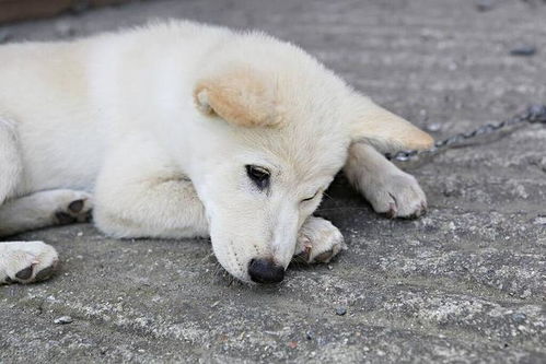 属牛人适合养狗吗