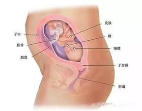 怀孕八月胎儿的具体位置