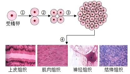 胚胎发育是怎样形成的