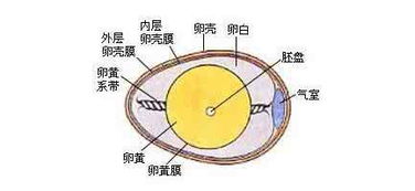 胚胎发育是怎样形成的