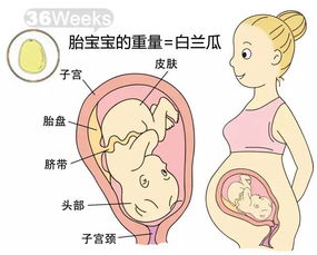 胎儿双顶径每周长多少