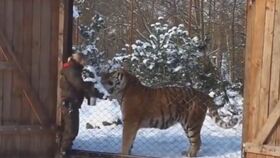 野生雄狮子和野生雄老虎pk谁赢