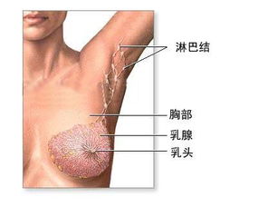 乳腺囊肿吃什么中药有效