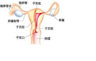 输卵管疏通术