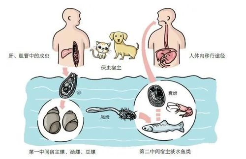 孕妇gbs阳性是什么意思