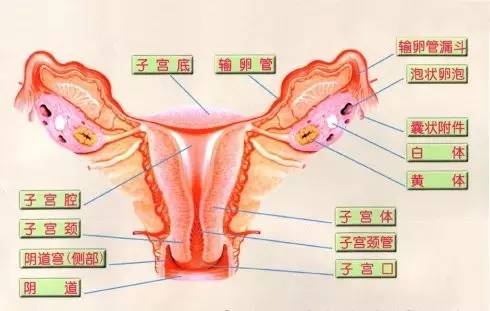 妇科病反反复复发作怎么办