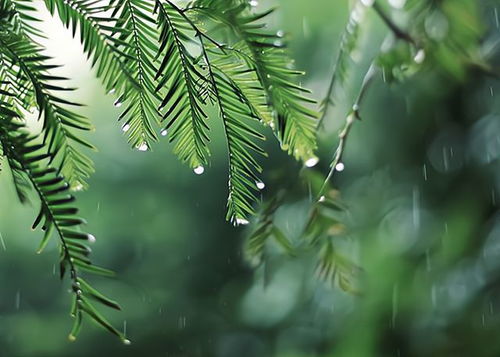 芒种节气文案怎么发朋友圈说说