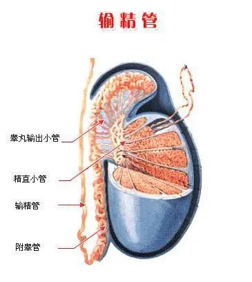 男性输精管堵塞的原因是什么