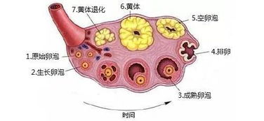 卵黄囊多少大才正常