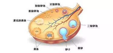 卵泡黄素化怀孕能要吗