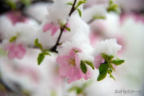 出生时下雪预示什么？