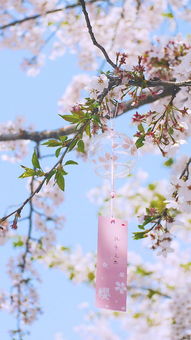 樱花照片唯美文案[合集78句怎么写