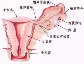 黄体囊肿怎么快速消除