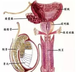 慢性附睾炎能根治吗