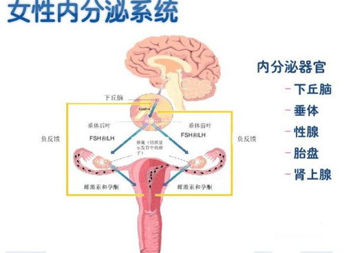 卵泡多大排卵才正常