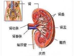 胎儿双肾盂未见分离是男孩女孩