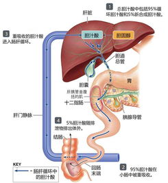 请问医生总胆汁酸偏高多少算严重