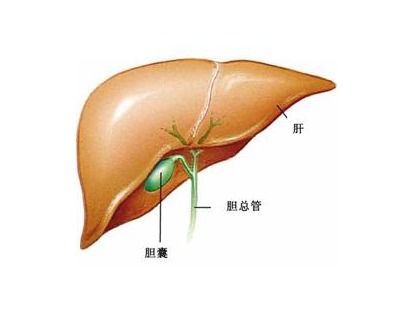 请问医生总胆汁酸偏高多少算严重