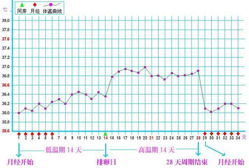 排卵期后基础体温忽高忽低怎么回事