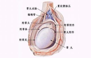 睾丸扭转怎么办