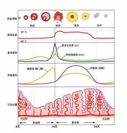 怀孕之后的体温变化