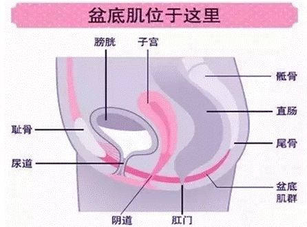 喂奶时可以进行盆底肌修复锻炼吗?