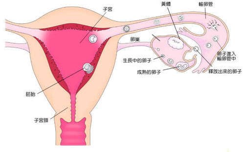 输卵管积液有什么影响吗