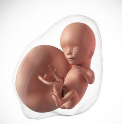 这3个关键期能促进胎儿发育吗