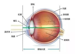 2个月的宝宝做眼底检查，怎么检查的