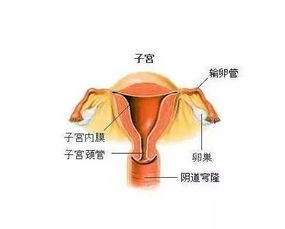 多囊卵巢综合症通过运动可以减肥吗