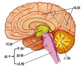 儿童大脑发展最快的时期是?