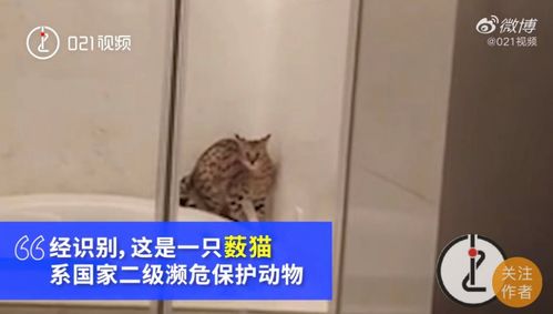 非法吸猫是什么意思？