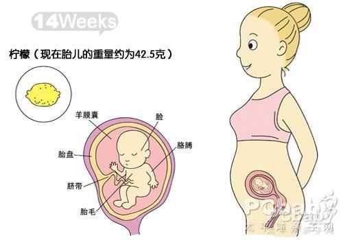 孕26周胎儿腹围标准值是多少啊