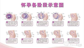 怀孕两月长了10斤肉正常吗?