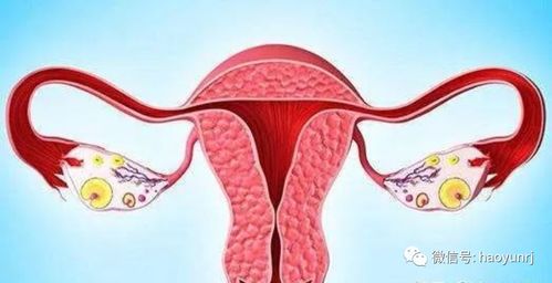 卵巢功能不好有什么症状怎么调理
