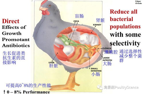 怎么促进肠道蠕动排便