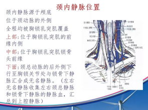 什么是中心静脉