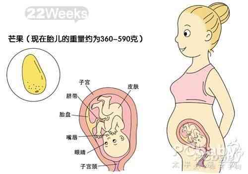 胎儿的生长发育过程