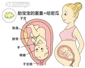 胎儿的生长发育过程