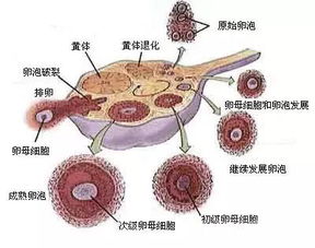 排卵卵泡多大排出