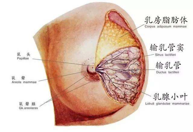 孕期的6大消化问题是什么