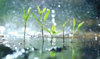 谷雨是什么意思 谷雨节气候降雨会增多