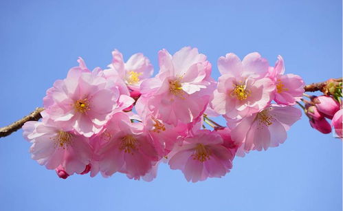 平坝樱花宣传语