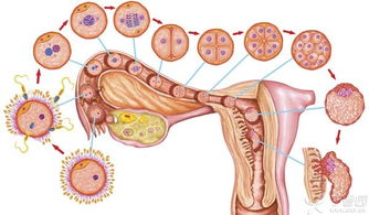 排卵后几天受精卵着床成功