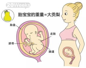 怀孕21周腹围多少正常呢