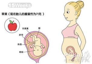 怀孕17周是胎儿发育的关键期吗