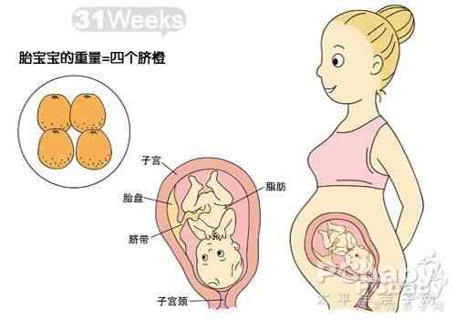 怀孕17周是胎儿发育的关键期吗