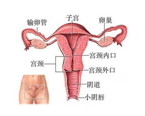 排卵期出血怎么治疗才会好