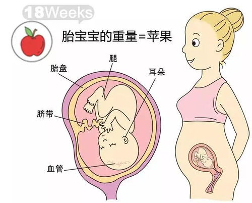 在怀孕初期，胎儿的生长发育情况是怎样的？